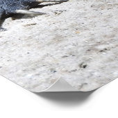 Rhinoceros Iguana Poster (Hoek)