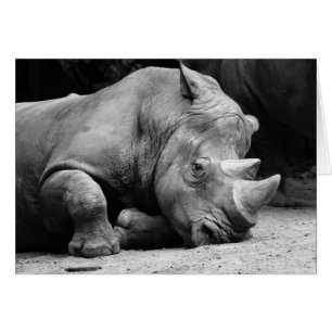 Rhinocéros noir et blanc
