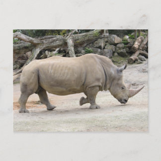 Rhinoceros op de vlucht bij de dierentuin van Auck Briefkaart