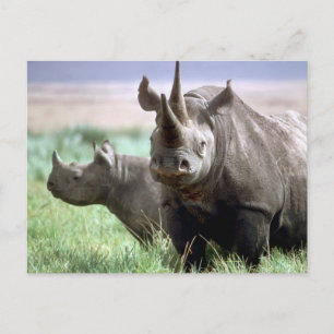 Rhinoceros op het Briefkaart Serengeti