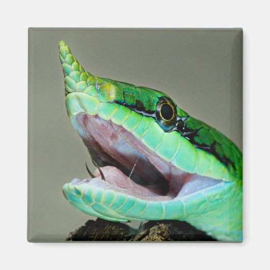 Rhinoceros Snake Magneet (Voorkant)