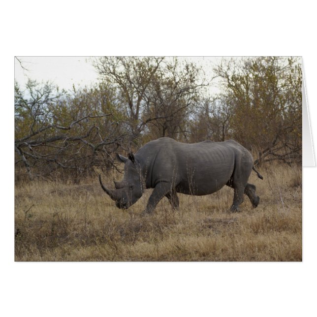 Rhinoceros sud-africains (Devant horizontal)