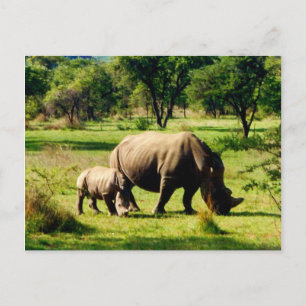 rhinograzing briefkaart