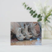 Rhinos drink Briefkaart (Staand voorkant)