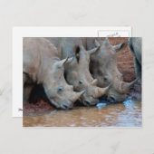 Rhinos drink Briefkaart (Voorkant / Achterkant)