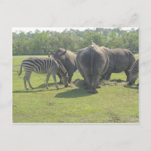 Rhino's en Zebra omlaag Briefkaart