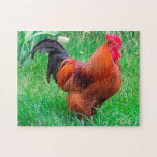 Rhode Island Haantje. Legpuzzel