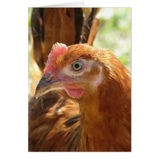 Rhode Island Red (Devant)