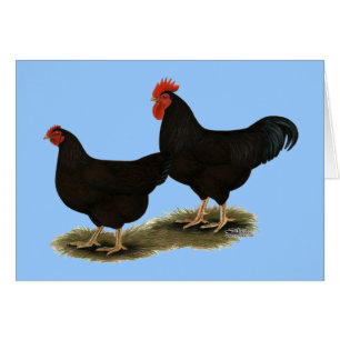 Rhode Island Red Bantams