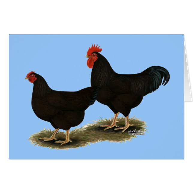 Rhode Island Red Bantams (Voorkant Horizontaal)