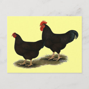 Rhode Island Red Bantams Briefkaart