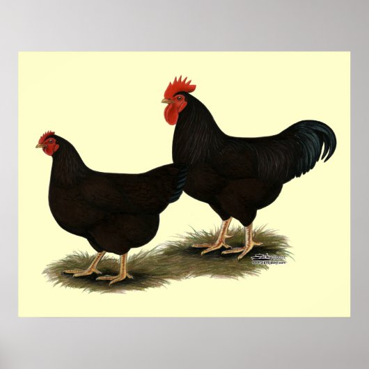 Rhode Island Red Bantams Poster (Voorkant)