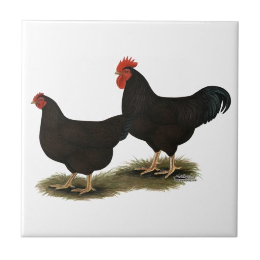 Rhode Island Red Bantams Tegeltje (Voorkant)
