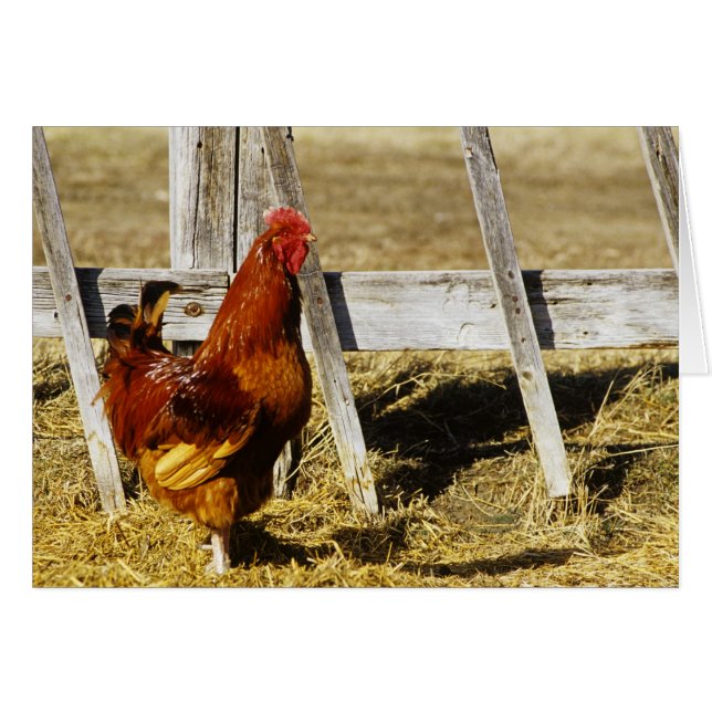 Rhode Island Red haan (Voorkant Horizontaal)