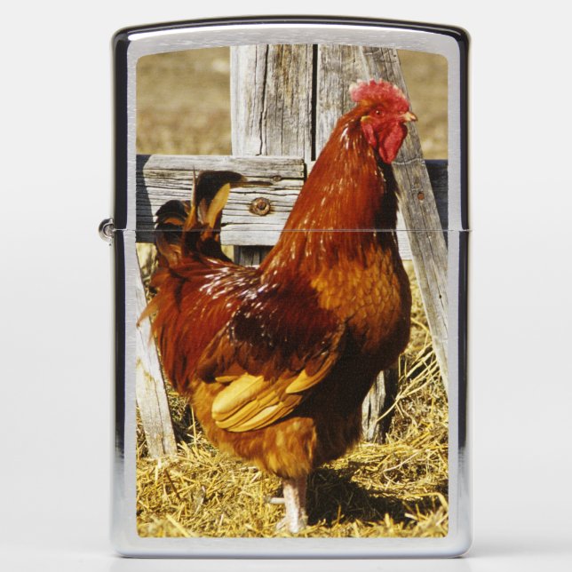 Rhode Island Red haan (Voorkant)