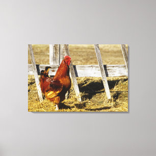 Rhode Island Red haan Canvas Afdruk