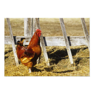Rhode Island Red haan Foto Afdruk