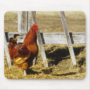Rhode Island Red haan Muismat