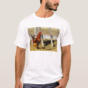 Rhode Island Red haan T-shirt