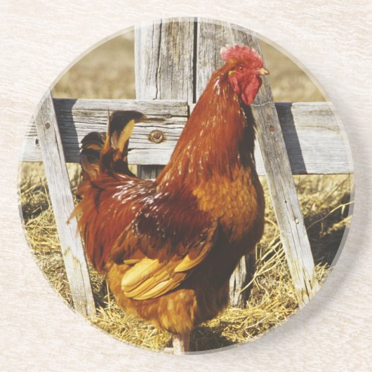 Rhode Island Red haan Zandsteen Onderzetter (Voorkant)