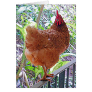 Rhode Island Red Hen