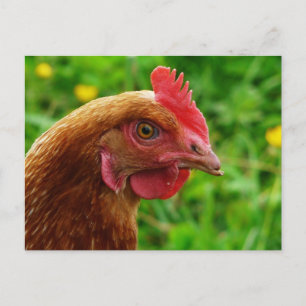 Rhode Island Red Hen Briefkaart