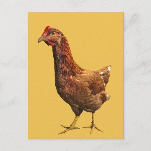 Rhode Island Red Hen Chicken Briefkaart (Voorkant)