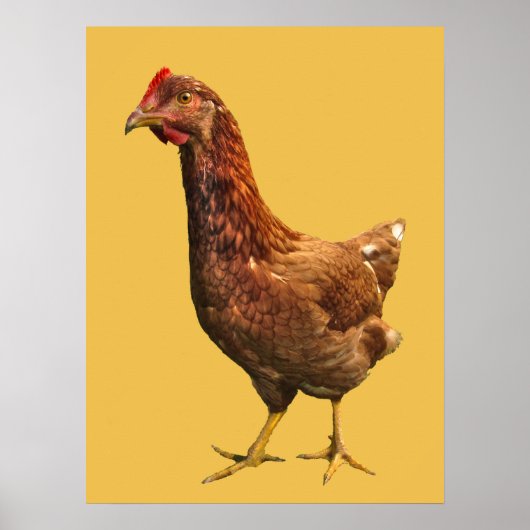 Rhode Island Red Hen Chicken Poster (Voorkant)