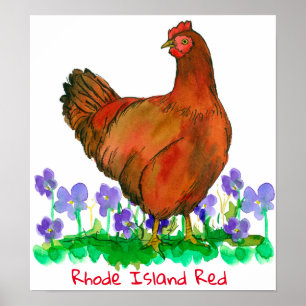 Rhode Island Red Hen Chicken Violets Poster