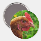 Rhode Island Red Hen Magneet (Voorkant / Achterkant)