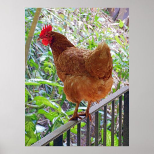 Rhode Island Red Hen Poster (Voorkant)