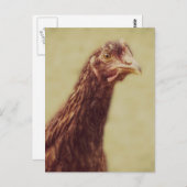 Rhode Island Red Pullet - Chicken Afbeelding Briefkaart (Voorkant / Achterkant)
