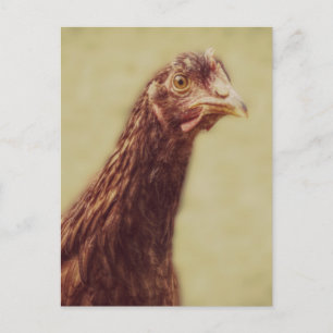 Rhode Island Red Pullet - Chicken Afbeelding Briefkaart