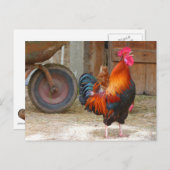 Rhode Island Red Rooster Crowing in Barnyard Briefkaart (Voorkant / Achterkant)