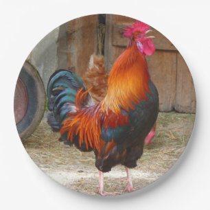 Rhode Island Red Rooster Crowing in Barnyard Papieren Bordje
