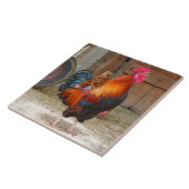 Rhode Island Red Rooster Crowing in Barnyard Tegeltje (Zijkant)