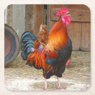 Rhode Island Red Rooster Crowing in Barnyard Vierkante Kartonnen Onderzetter