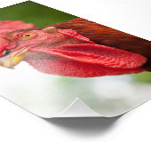Rhode Island Red Rooster Foto Afdruk (Hoek)