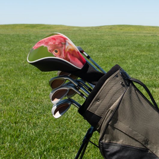 Rhode Island Red Rooster Golfheadcover (Insitu)