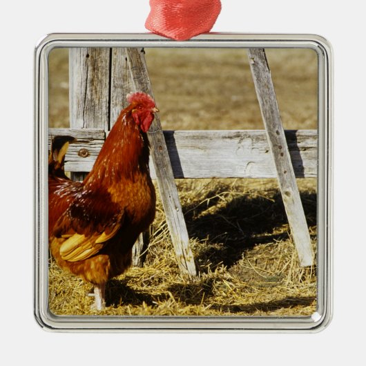 Rhode Island Red Rooster Metalen Ornament (Voorkant)