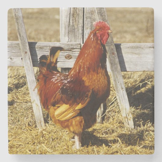 Rhode Island Red Rooster Stenen Onderzetter (Voorkant)