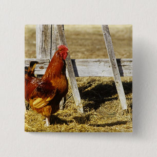 Rhode Island Red Rooster Vierkante Button 5,1 Cm