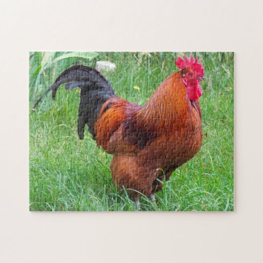 Rhode Island Rooster. Legpuzzel (Horizontaal)