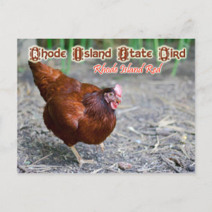 Rhode Island State Bird: Rhode Island Red Briefkaart