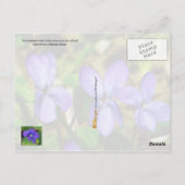 Rhode Island State Flower: Violet Briefkaart (Achterkant)