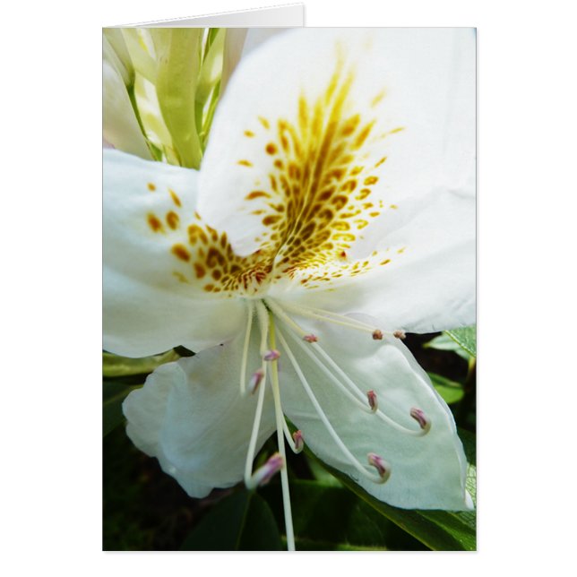 Rhodedendron (Devant)