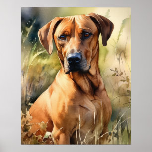 Rhodesian Ridgeback Dog Art Print Poster