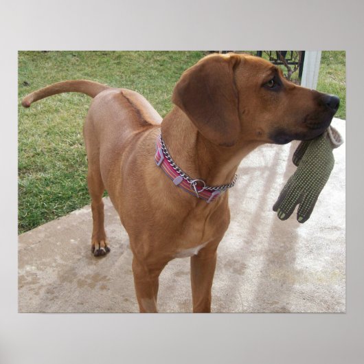RHODESIAN RIDGEBACK Dog Pet Breed Mischief Poster (Voorkant)