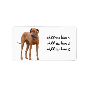 Rhodesian Ridgeback-hond foto adreslabel Etiket
