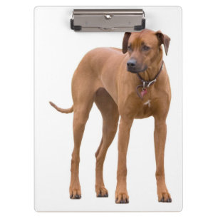 Rhodesian Ridgeback / Hondenfoto Klembord